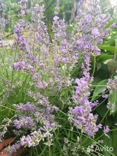 Лаванда, хоста и другие многолетники