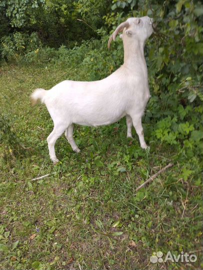 Козлик ламанча