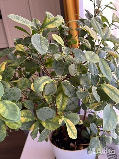 Фикус мокламе