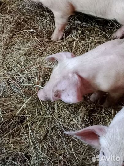 Поросенок ландрас