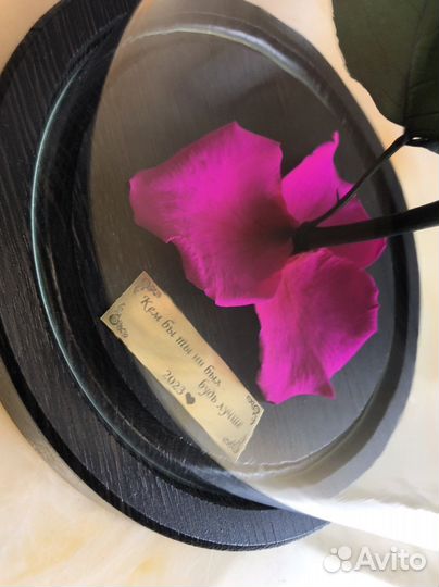 Настоящая роза из «Маленького Принца»