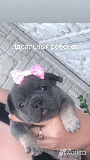 Французский бульдог щенки