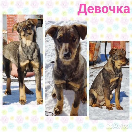 Щенок в добрые руки бесплатно