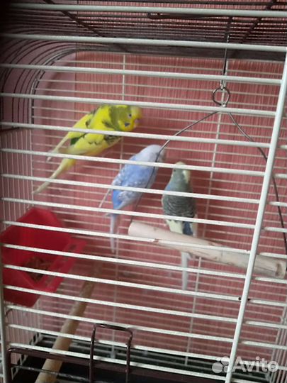 Волнистый попугай