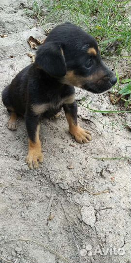 Щенок в добрые руки