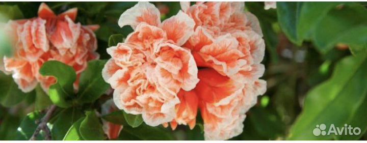 Гранат/пузыреплодник/бузина/павловния