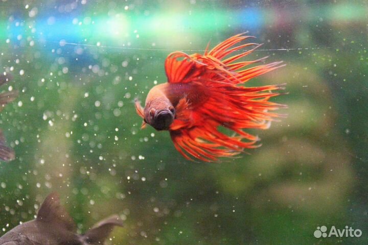 Аквариумные рыбки