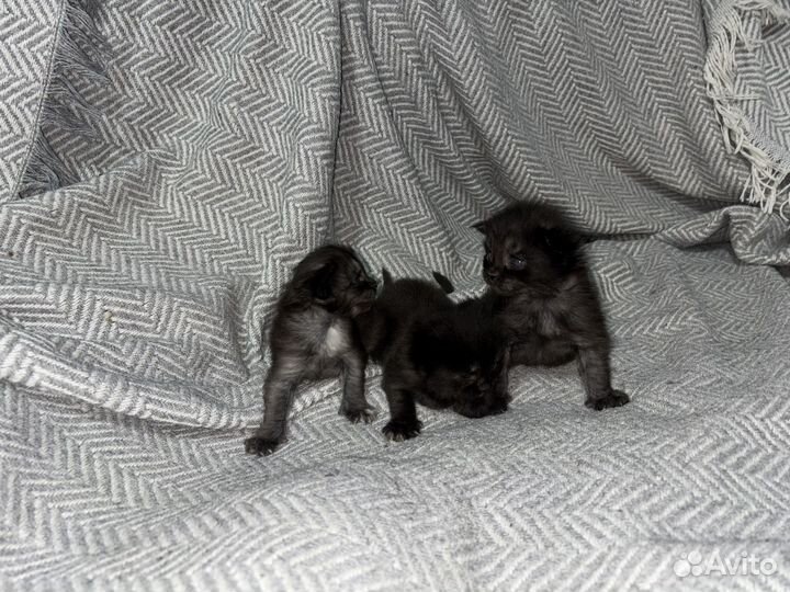 Котята мейн-кун