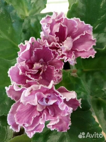 Фиалки сортовые