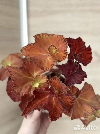 Бегония Марта стюарт