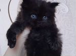 Персидские котята чёрные