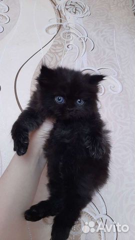 Персидские котята чёрные объявление продам
