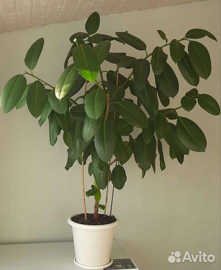 Фикус каучуконосный большой
