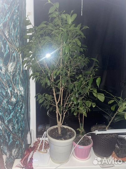 Фикус Бенджамина