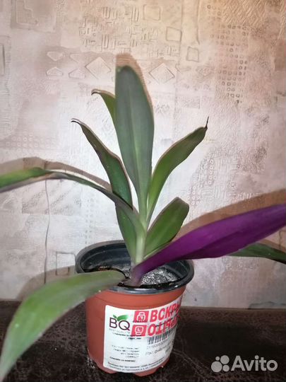 Традесканция Рео