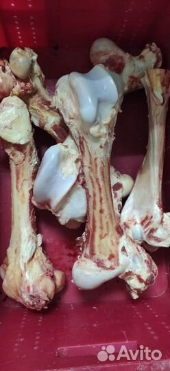 Кости говяжьи (бесплатно)