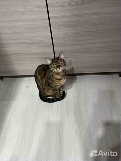 Бенгальская