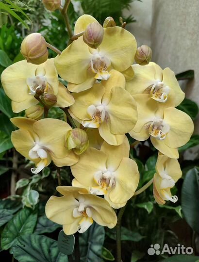 Жёлтая орхидея фаленопсис