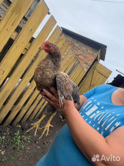 Молодые петушки