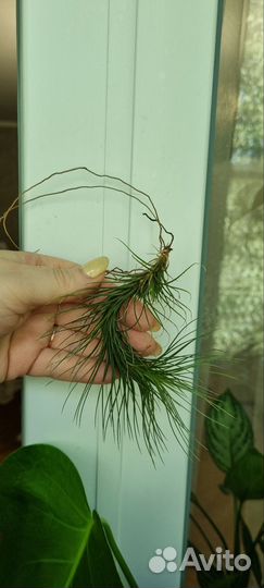 Тилландсия