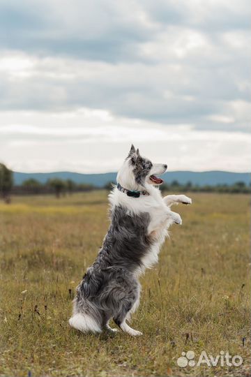 GPS для животных