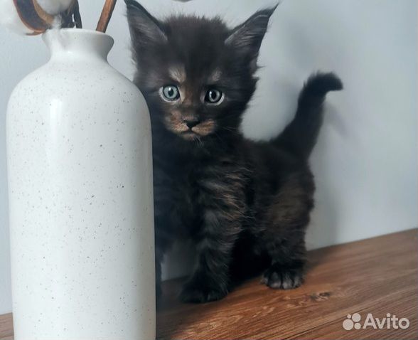 Мейн-кун котята