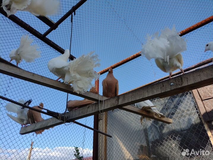 Голуби белые павлины