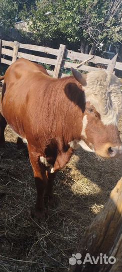 Быки живым весом продать