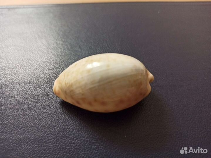 Морская раковина