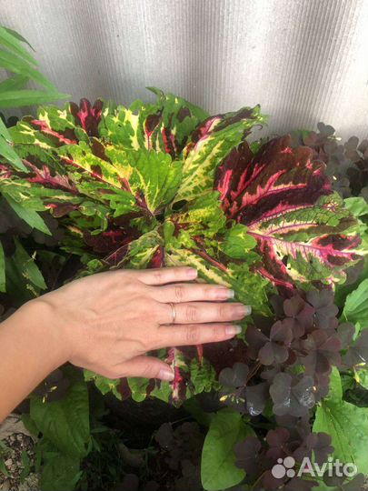 Колеусы сортовые