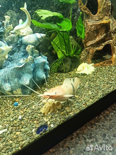 Сом клариус