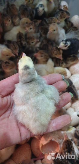 Индюшата суточные