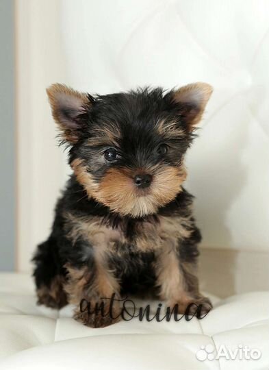 Мини девочки