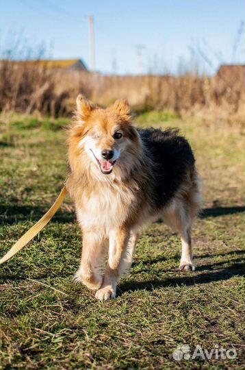 Собака из приюта в добрые руки бесплатно