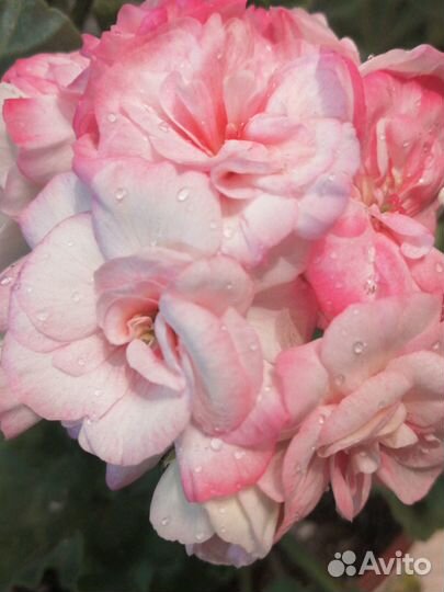 Пеларгония, герань сортовая