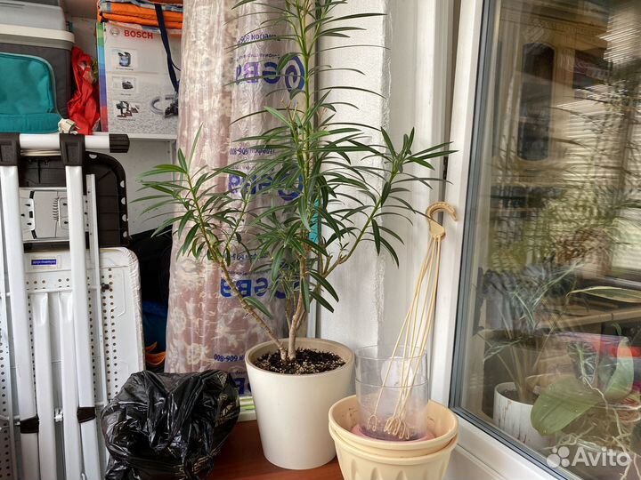 Цветок олеандр розовый