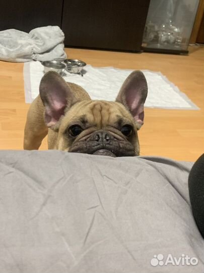 Выгул собак. Догситтер. Передержка собак и котов