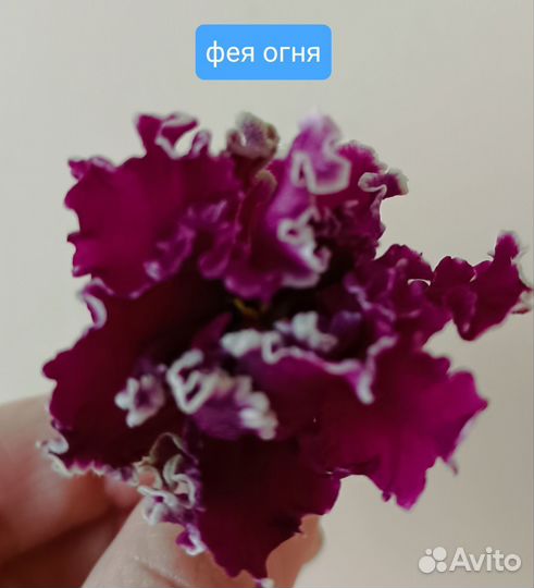 Детки сортовых фиалок