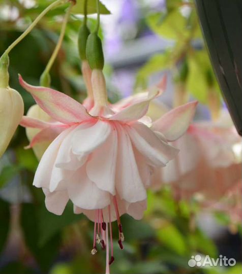 Домашние цветы