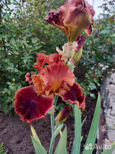 Ирисы бородатые