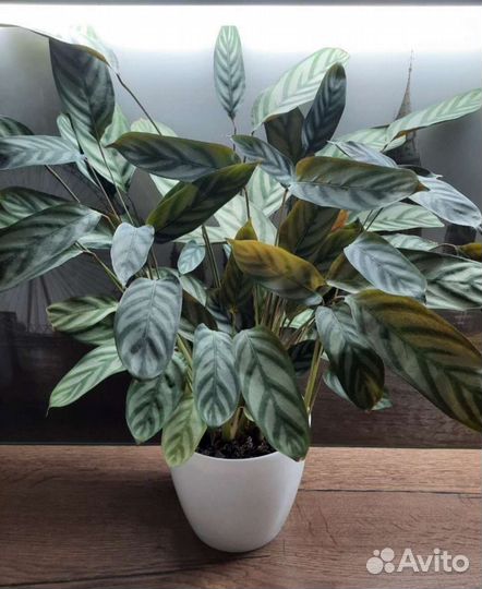 Калатея ктенанта