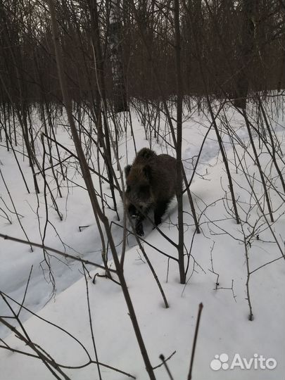 Дикий кабан