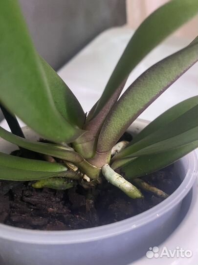 Орхидея фаленопсис