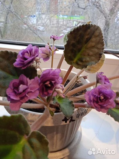 Фиалки сортовые и простые