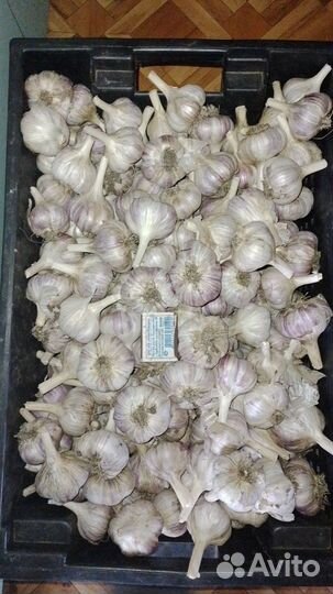 Чеснок