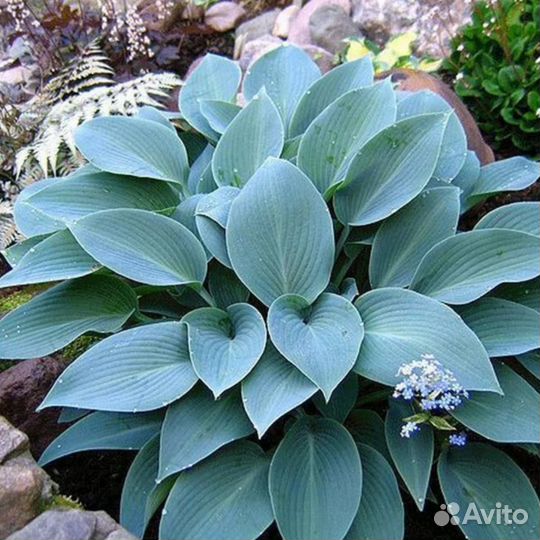 Хоста Халцион