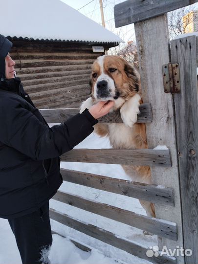 Щенки