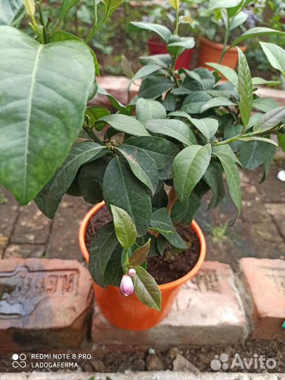 Цитрусы сортовые, красная мякоть