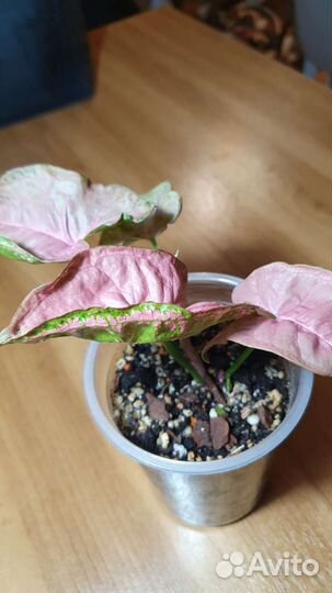 Сингониум пинк мозаик