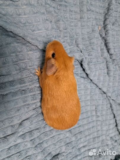 Морская свинка самка